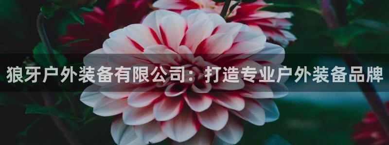 gg新宝gg